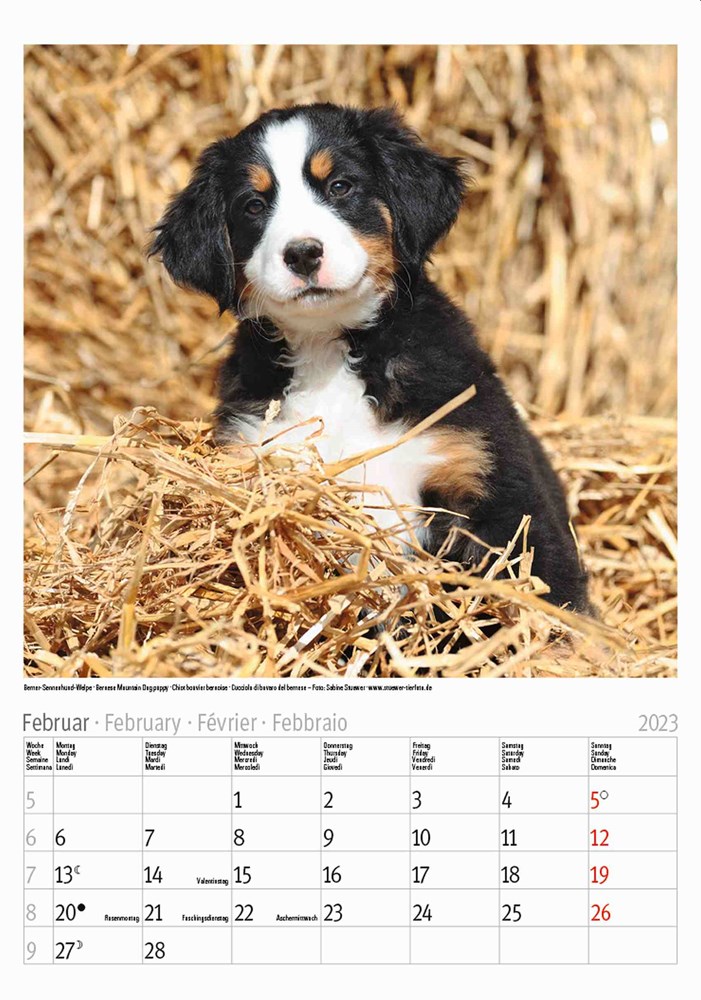 Hunde - Kalender